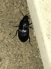 Pterostichus permundus