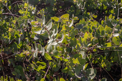 Arctostaphylos purissima