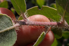 Arctostaphylos purissima