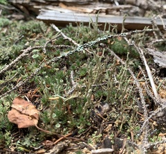 Cladonia farinacea