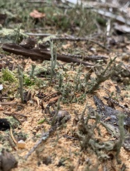 Cladonia farinacea