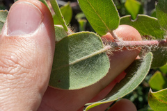 Arctostaphylos purissima