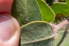 Arctostaphylos purissima