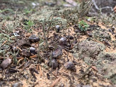 Cladonia farinacea