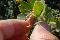 Arctostaphylos purissima