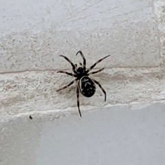 Steatoda albomaculata