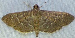 Pilocrocis ramentalis