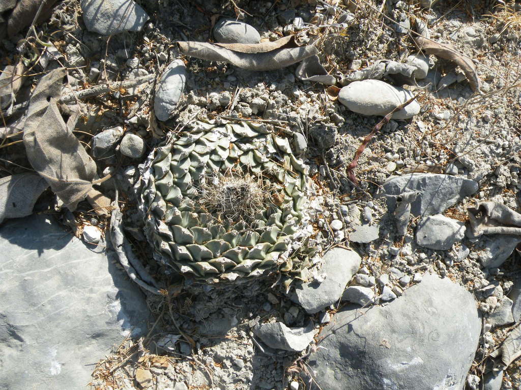 Obregonia