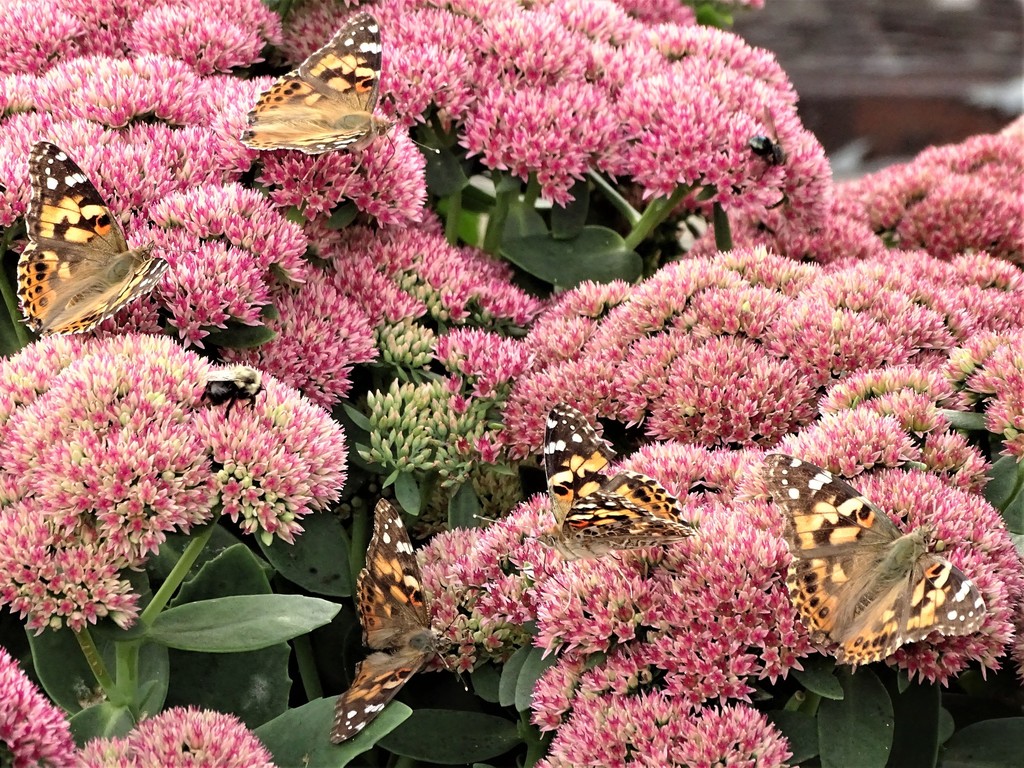 Painted lady (Vanessa cardui)