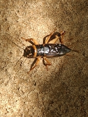 Brachytrupes