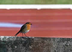 Erithacus rubecula