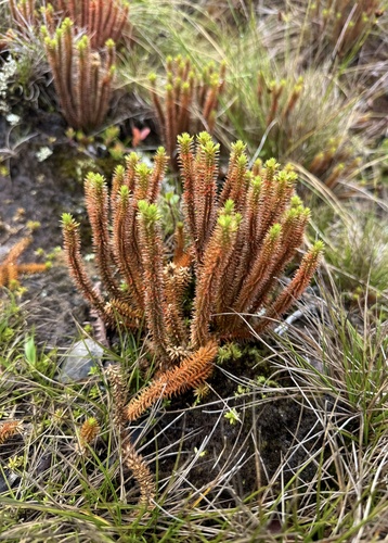 Huperzia erubescens observed 2025-06-22