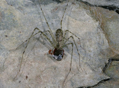 Hypochilus pococki