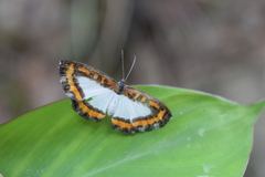 Nymphidium caricae