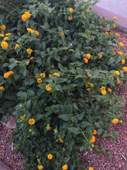 Lantana
