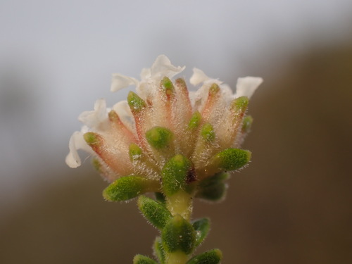 Dehoop Beardbuchu (Euchaetis intonsa)