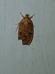 Agonopterix thelmae