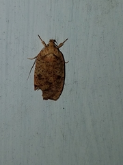 Agonopterix thelmae
