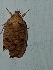 Agonopterix thelmae