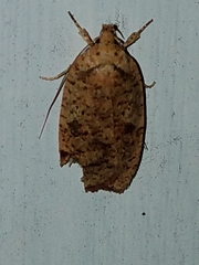 Agonopterix thelmae