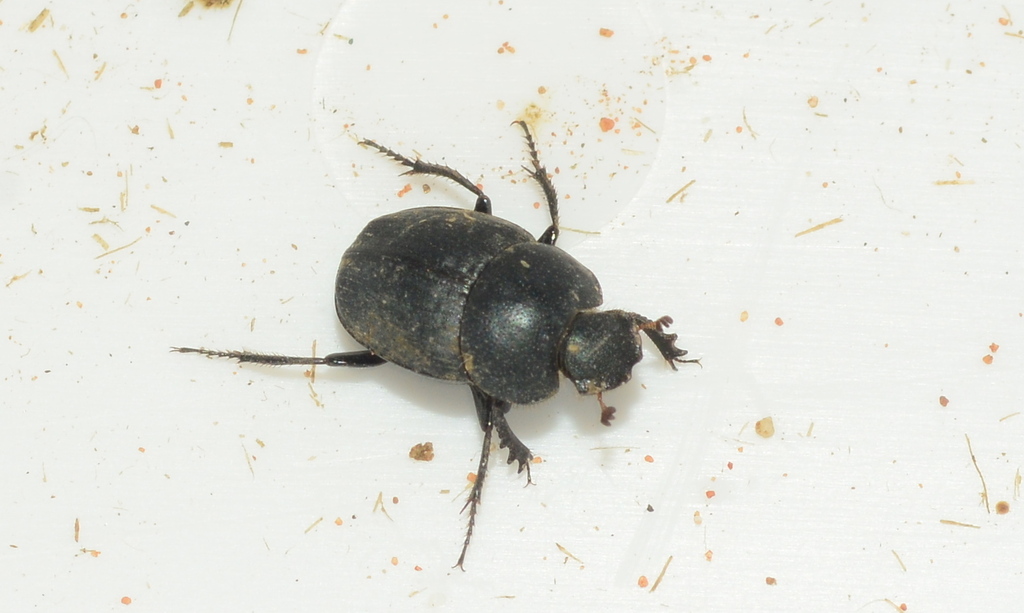 Epirinus aeneus