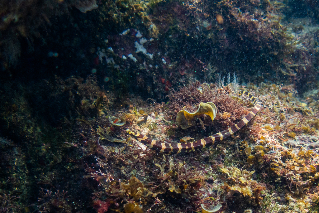 Banded pipefish (Micrognathus crinitus) — Syngnathidae