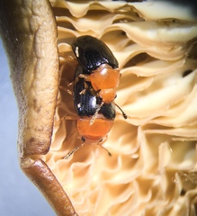 Triplax thoracica
