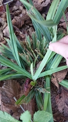 Carex flaccosperma glaucodea