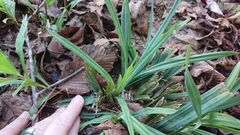 Carex flaccosperma glaucodea