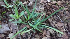 Carex flaccosperma glaucodea
