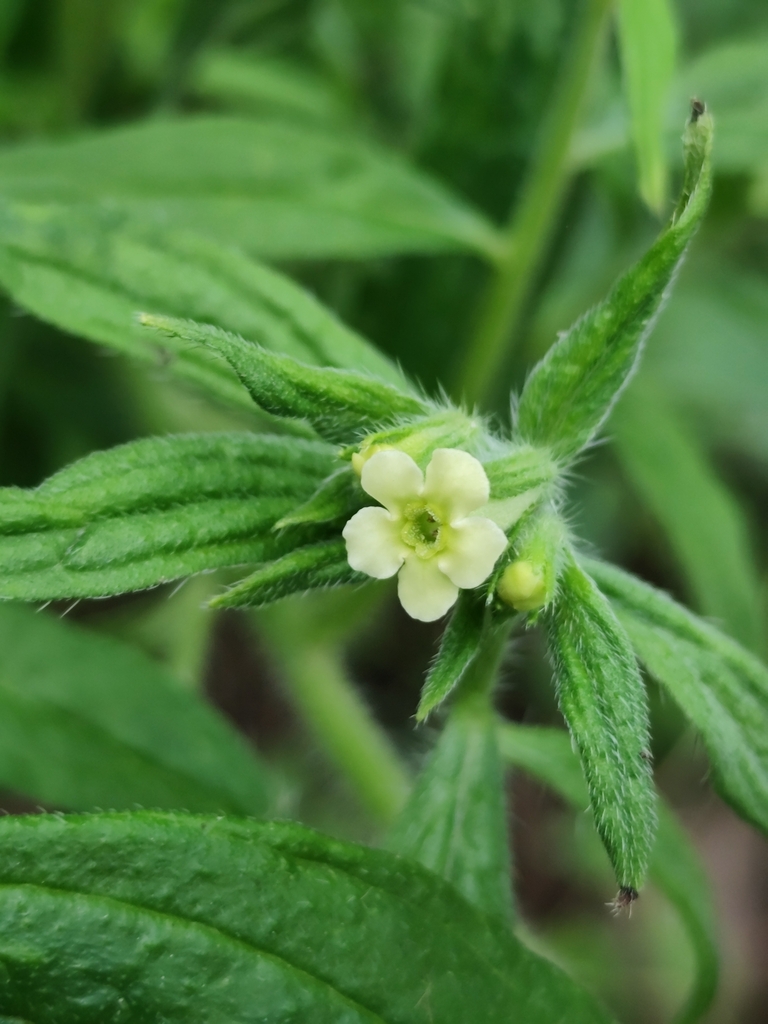 Lithospermum pringlei