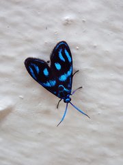 Clelea sapphirina
