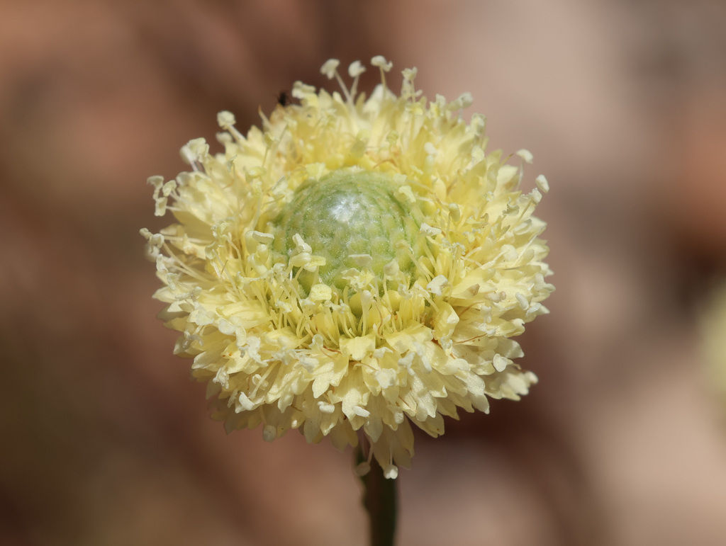 Globularia nainii