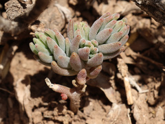 Sedum gypsicola