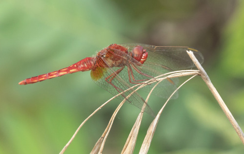 Broad Scarlet photo 6