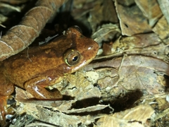 Dendropsophus bogerti