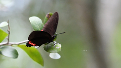Biblis