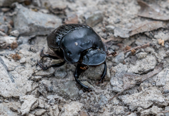 Phanaeus triangularis