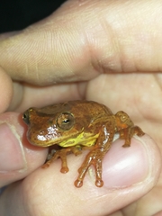 Dendropsophus bogerti