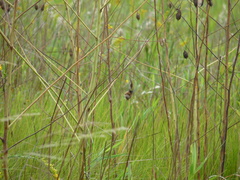 Cistothorus palustris