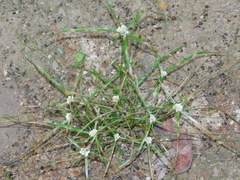 Cyperus tenerrimus