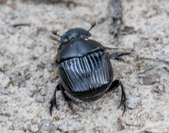 Phanaeus triangularis