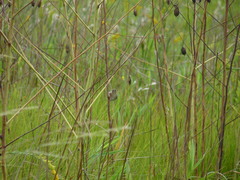 Cistothorus palustris