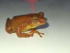 Dendropsophus bogerti