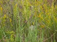 Cistothorus stellaris