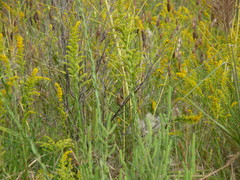 Cistothorus stellaris