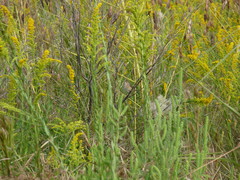 Cistothorus stellaris