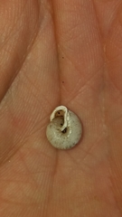 Micrarionta rufocincta