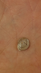 Micrarionta rufocincta