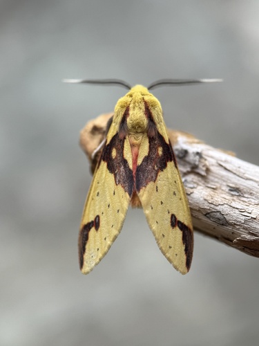 Symphlebia tetrodonta